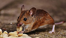 24 Hour & Emergency Exterminators in Bozeman, MT